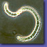 Anabaena spiroides