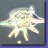 Ceratocorys horrida