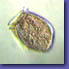 Dinophysis acuta