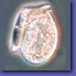 Dinophysis fortii
