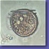 Dinophysis rotundata