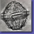 Lingulodinium polyedrum