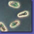 Prorocentrum dentatum