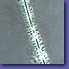 P. pungens-small.jpg (6522 bytes)